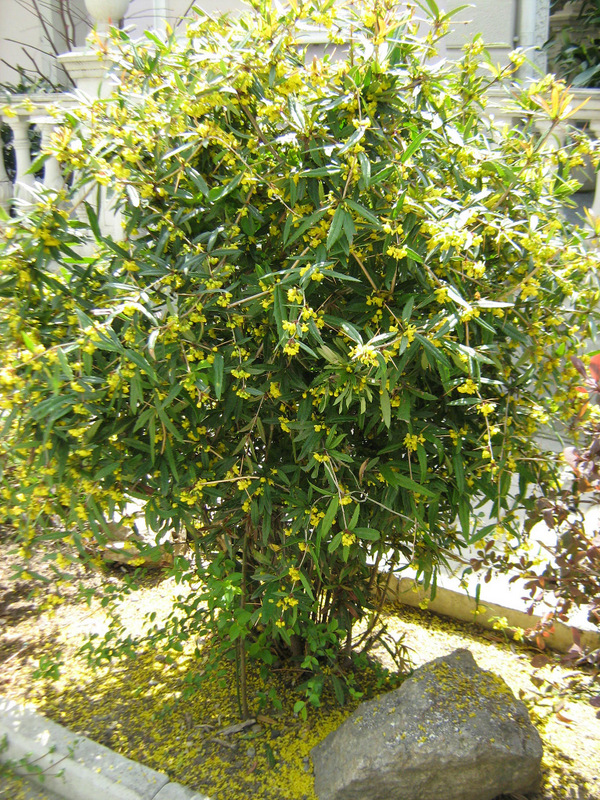 Изображение особи Berberis pruinosa.