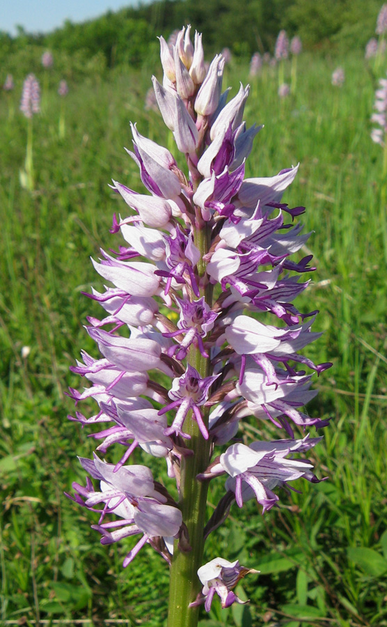 Изображение особи Orchis militaris ssp. stevenii.