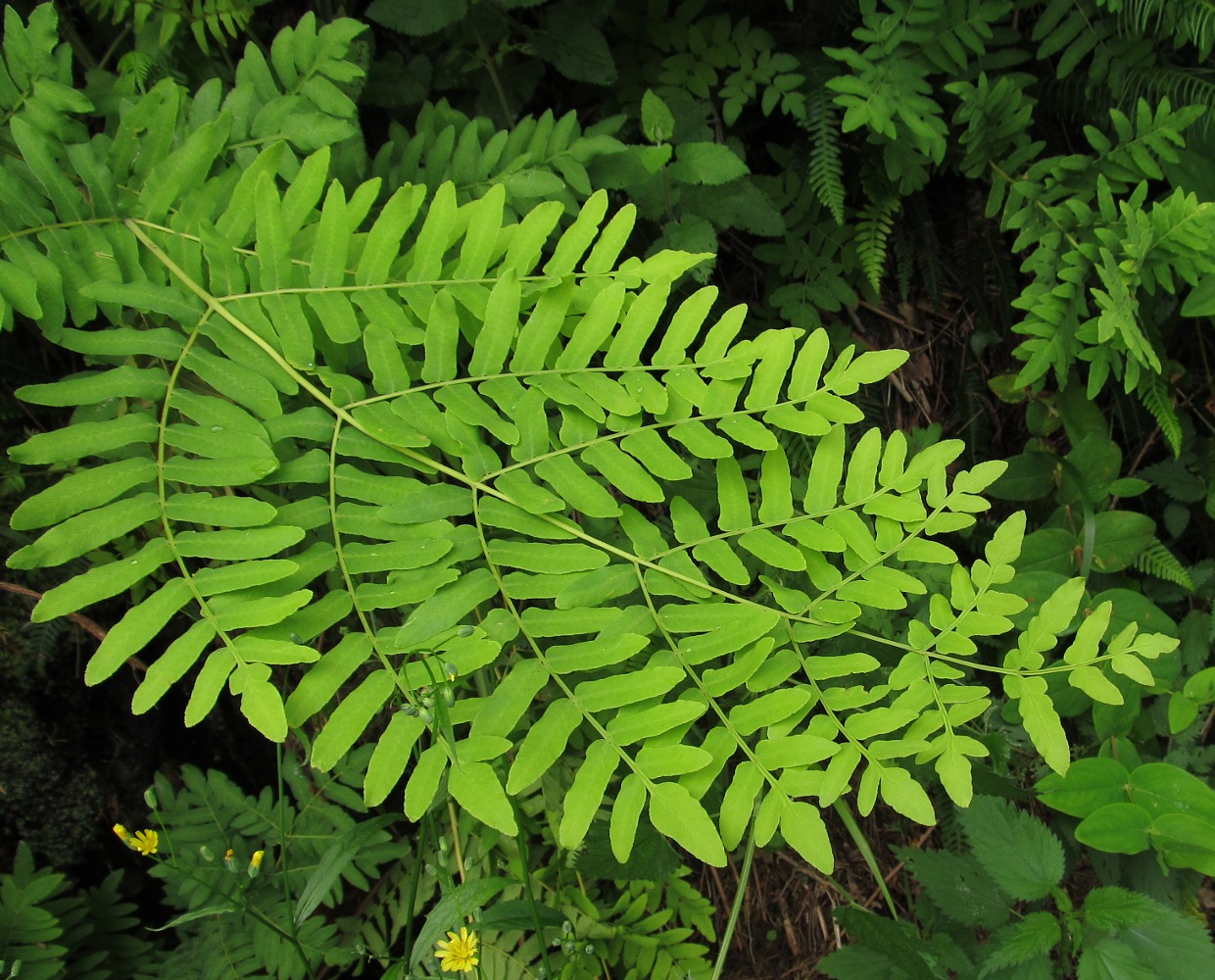 Изображение особи Osmunda regalis.