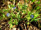 Gentiana squarrosa