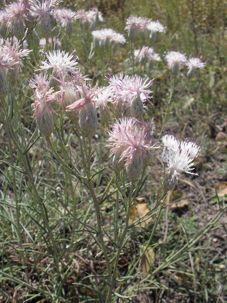 Изображение особи Jurinea stoechadifolia.