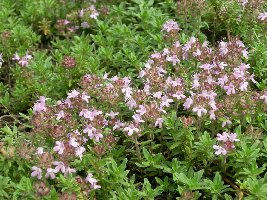 Изображение особи Thymus serpyllum.