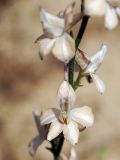 Delphinium camptocarpum. Часть соцветия. Узбекистан, Бухарская обл., окр. г. Караулбазар. 13.05.2009.