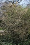 Amelanchier laevis