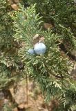 Juniperus excelsa. Верхушка веточки со зрелыми шишкоягодами. Крым, возле пос. Никита, лес к востоку от Никитской расселины. 24.05.2013.