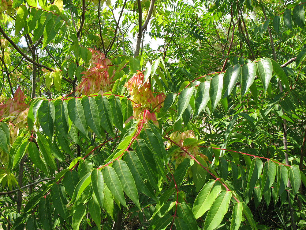 Изображение особи Ailanthus altissima.