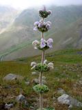 Phlomoides ostrowskiana