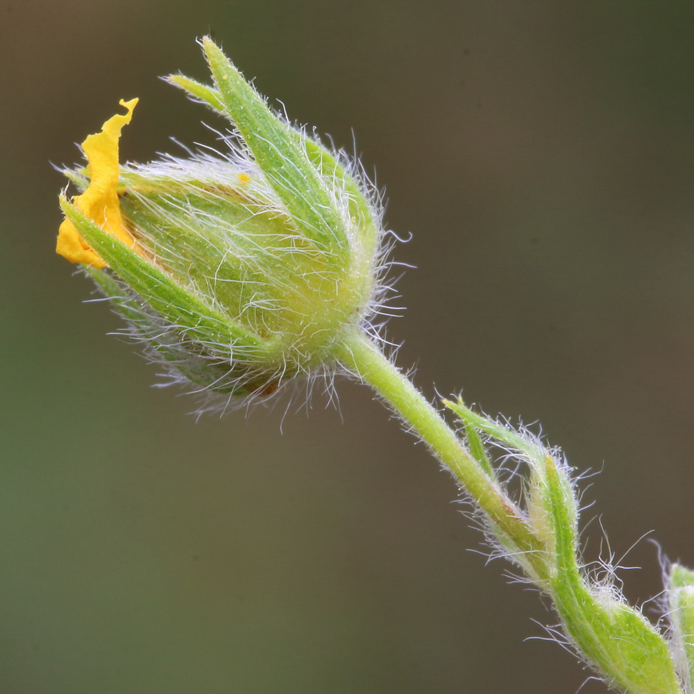 Изображение особи Potentilla obscura.