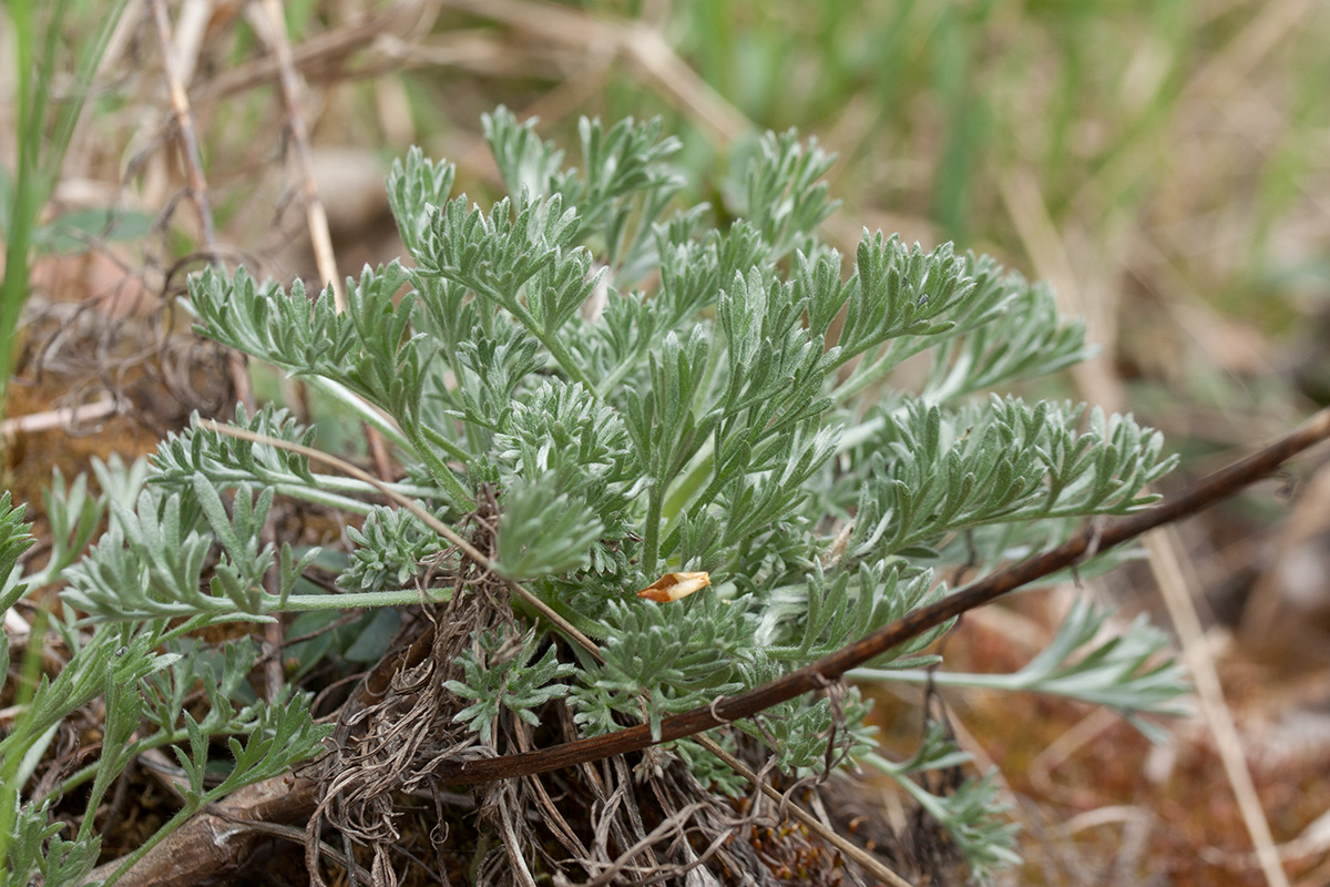 Изображение особи Artemisia austriaca.