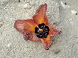 Hibiscus tiliaceus. Опавший цветок. Андаманские острова, остров Хейвлок, песчаный пляж. 01.01.2015.