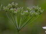 Pimpinella saxifraga. Соплодие. Калужская обл., ст. Думиничи, используемый под выпас суходольный луг. 23.08.2009.