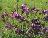 Aquilegia vulgaris