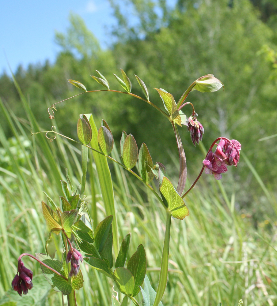 Изображение особи Lathyrus pisiformis.