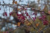 Berberis orientalis. Ветка плодоносящего растения. Южный склон Главной гряды Крымских гор, западное подножие горы Южная Демерджи. 05.11.2005.