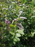 Salix caprea. Молодые побеги с широкими листьями. Мурманск, мкр-н Росляково, обочина просёлка на окраине. 23.07.2016.