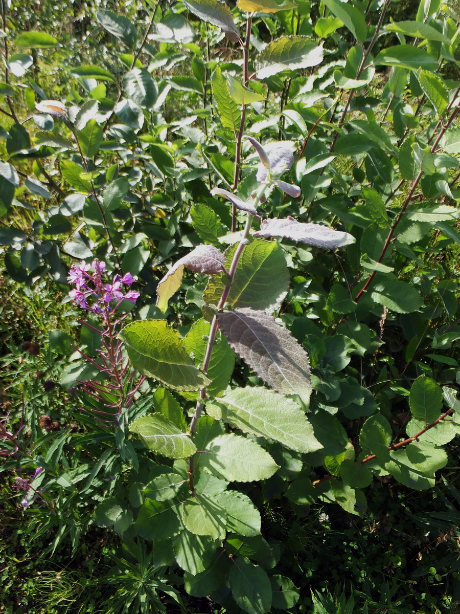 Изображение особи Salix caprea.