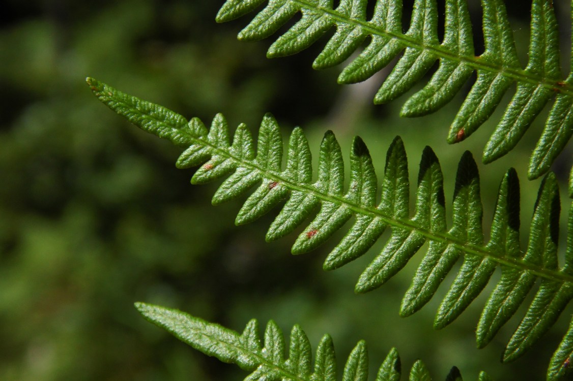 Изображение особи Pteridium aquilinum.