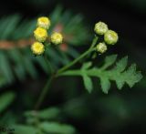 Tanacetum vulgare