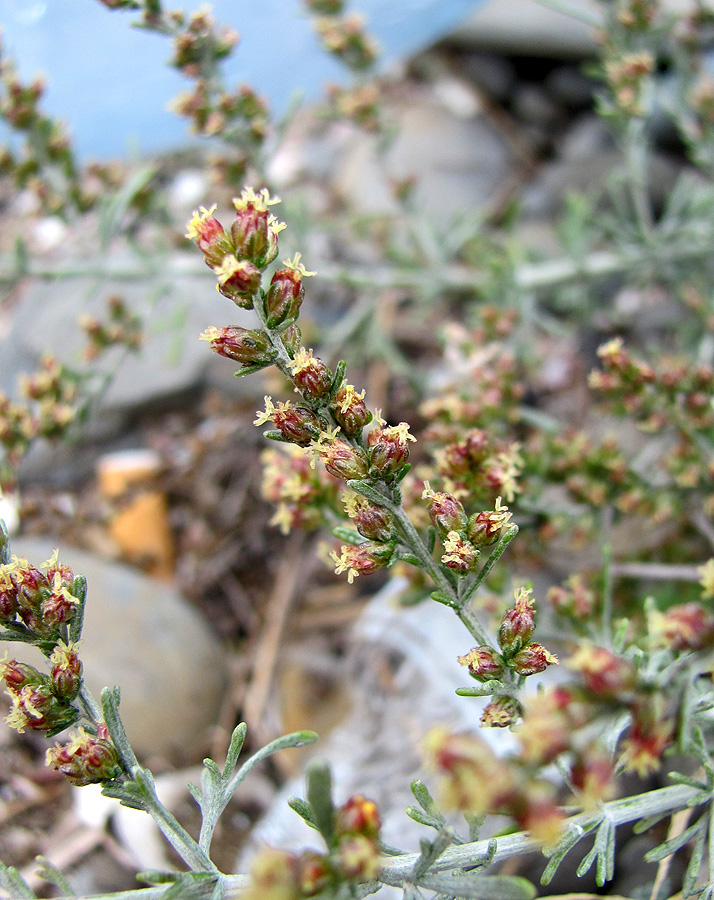 Изображение особи Artemisia taurica.