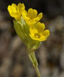 Primula подвид canescens