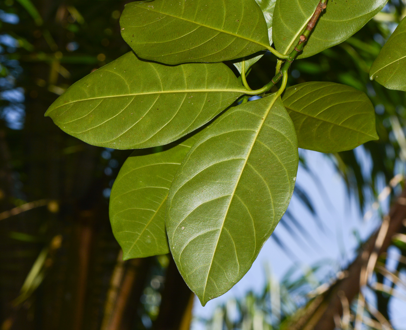 Изображение особи Artocarpus heterophyllus.