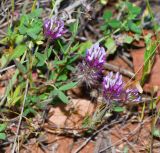 Trifolium prophetarum