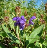 Prunella grandiflora. Верхушка побега с соцветием. Ульяновская обл., Карсунский р-н, окр. с. Теньковка, гряда мергелисто-меловых склонов к р. Урень и её правому притоку к северу и востоку от села. 7 июля 2015 г.