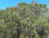 Hakea bucculenta