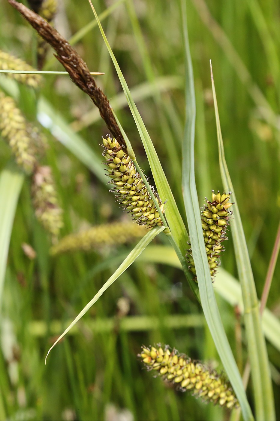 Изображение особи Carex riparia.