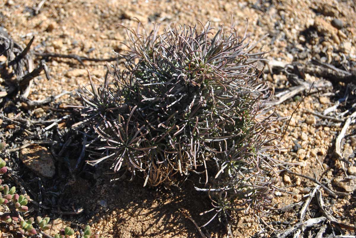 Изображение особи Euphorbia filifolia.