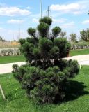 род Pinus