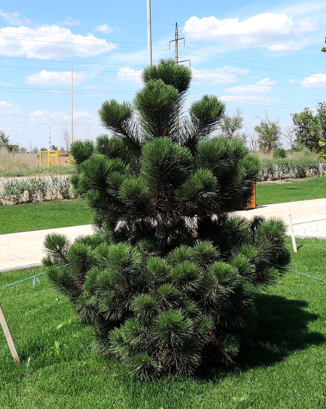 Изображение особи род Pinus.