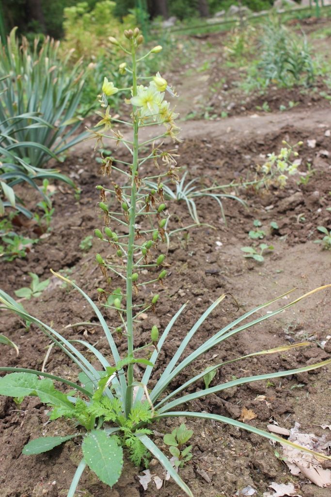 Изображение особи Eremurus luteus.