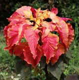 Amaranthus tricolor