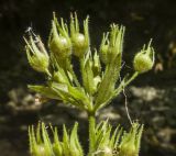 Lysimachia verticillaris. Верхушка соплодия. Краснодарский край, Абинский р-н, окр. станицы Шапсугская, склон горы Лысая (678), один из правых притоков р. Абин, протекающий в глубоком ущелье, каменистый берег ручья. 12.08.2018.