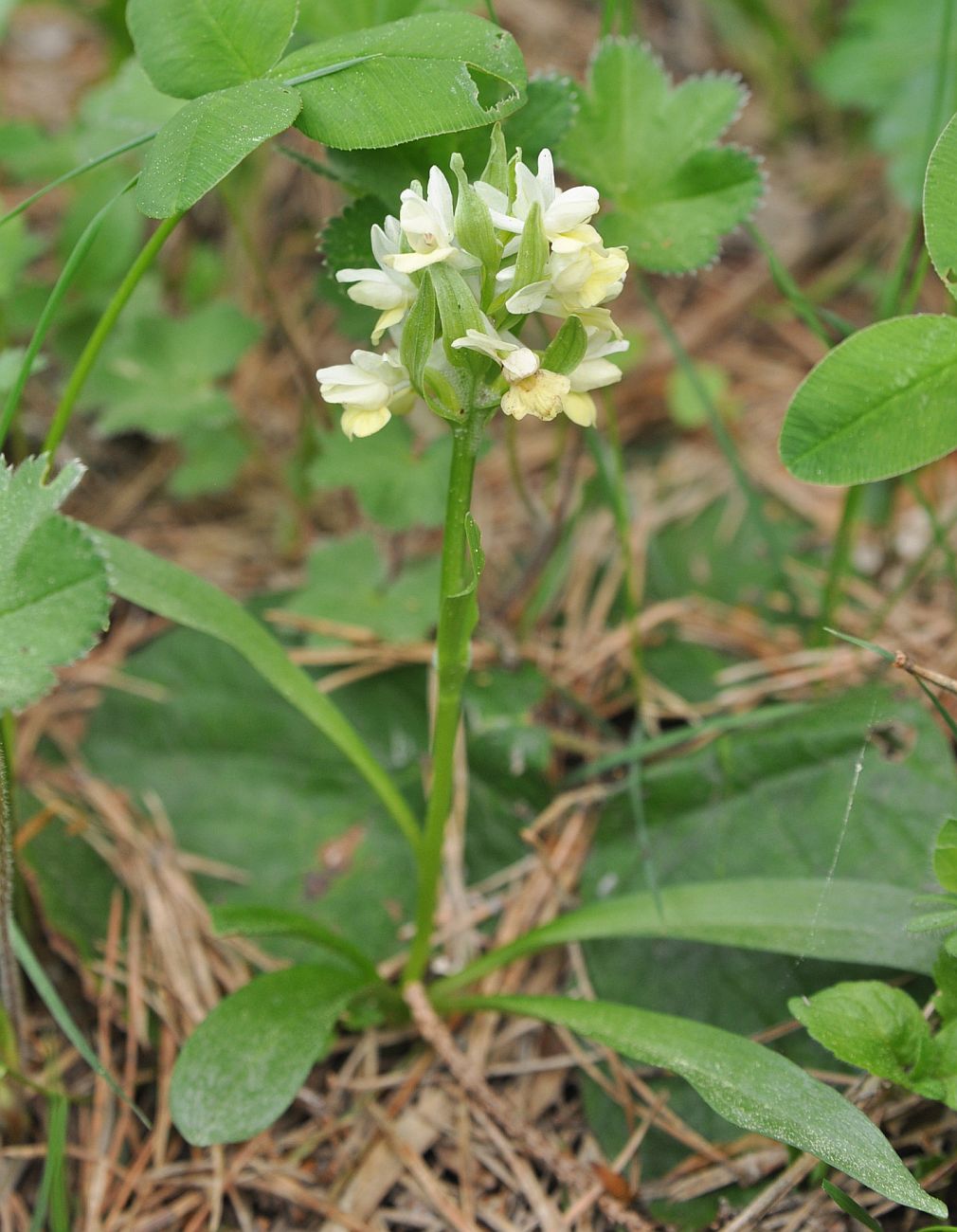 Изображение особи Dactylorhiza romana ssp. georgica.