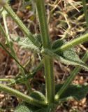 Salvia argentea