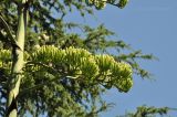 Agave americana. Часть общего соцветия в бутонах. Крым, Южный Берег, пгт Партенит, ЛОК \"Айвазовское\", в культуре. 03.08.2017.