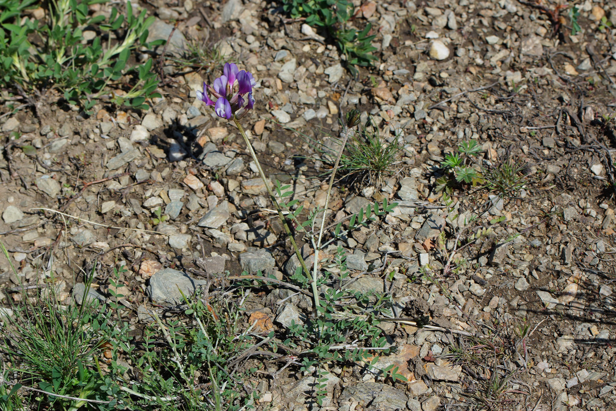 Изображение особи Astragalus stenoceras.