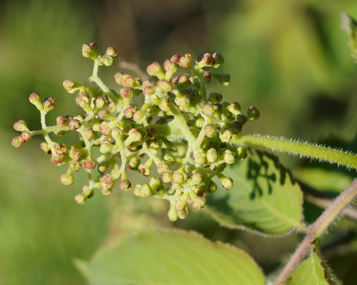 Изображение особи Sambucus sibirica.