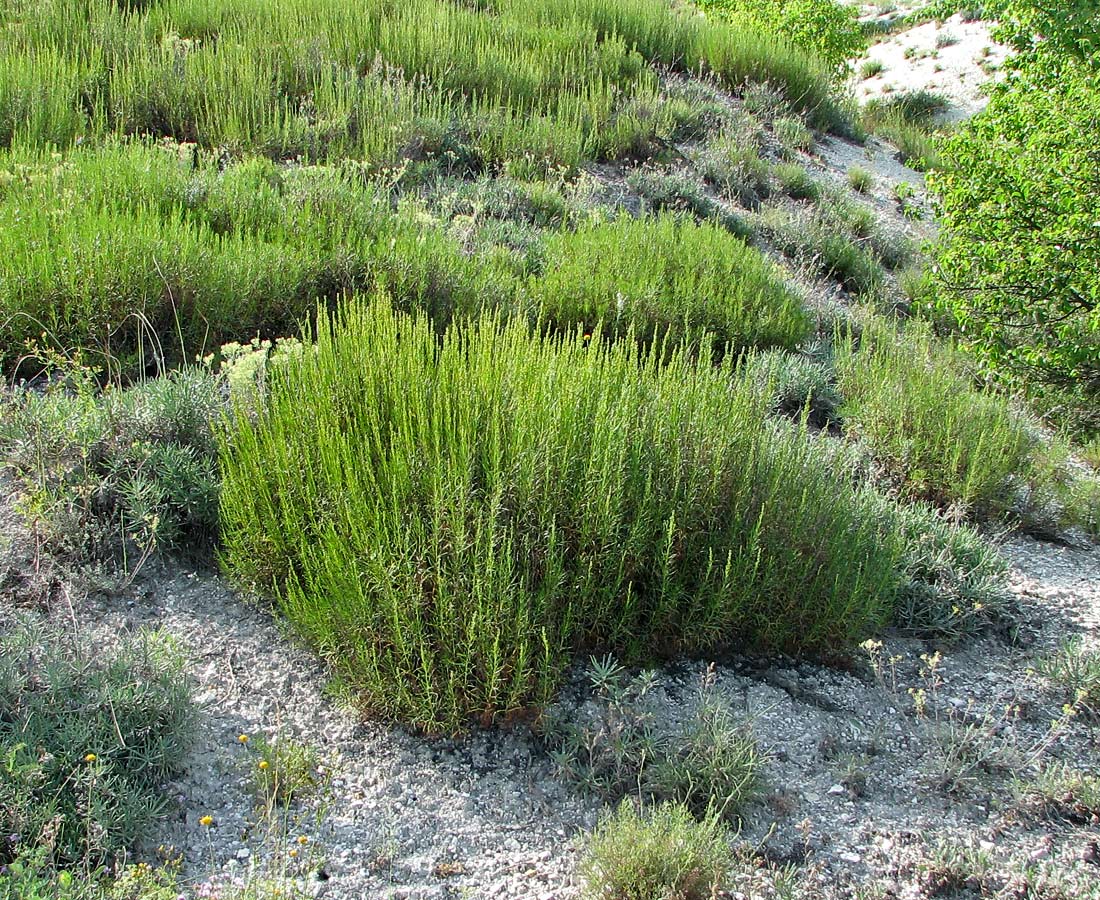 Изображение особи Artemisia salsoloides.