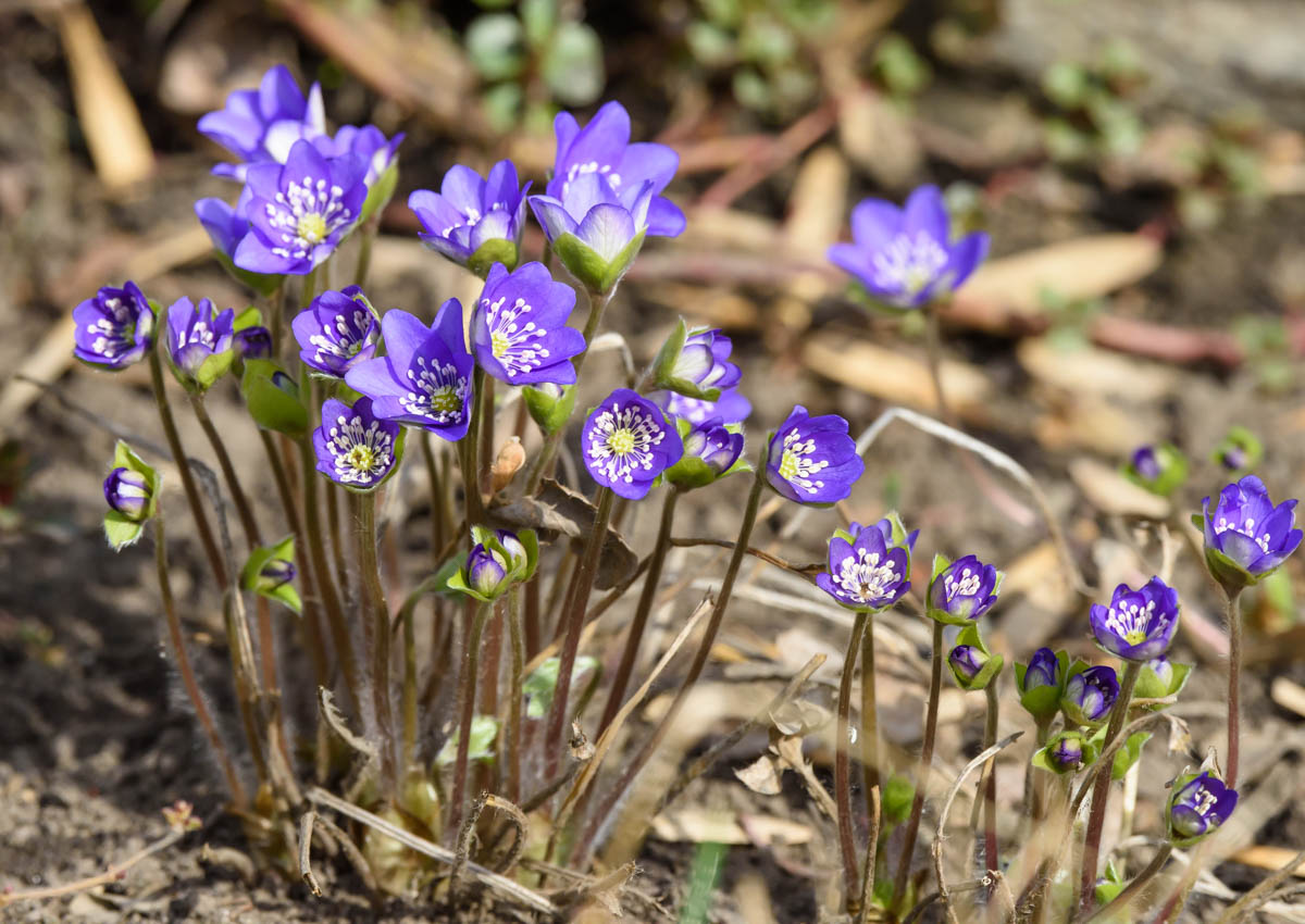 Image of Hepatica nobilis specimen.