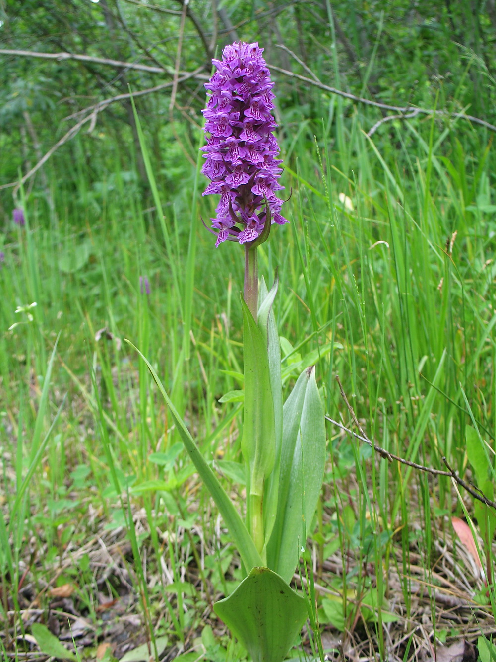 Изображение особи Dactylorhiza sibirica.