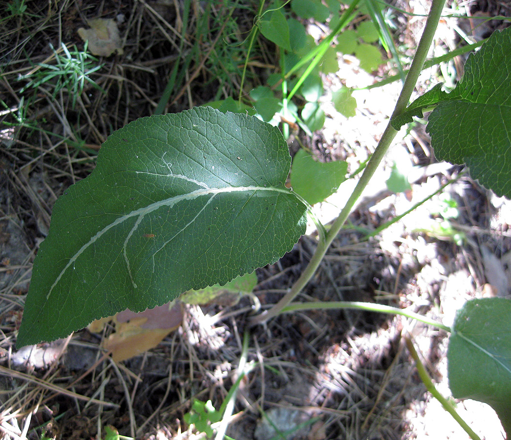 Изображение особи Campanula bononiensis.