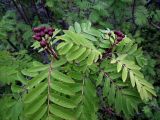 Sorbus aucuparia subspecies glabrata. Верхушка ветви с созревающими плодами. Кольский п-ов, Восточный Мурман, кут губы Ярнышная, берег руч. Ярнышный. 25.08.2010.