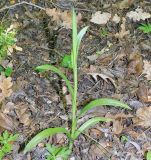 Anacamptis pyramidalis