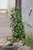 Acalypha australis. Плодоносящее растение. Крым, Севастополь, центр города. 16.09.2020.