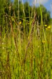 род Agrostis. Верхушки цветущих побегов. Пермский край, пос. Юго-Камский, разнотравный луг. 20 июня 2020 г.