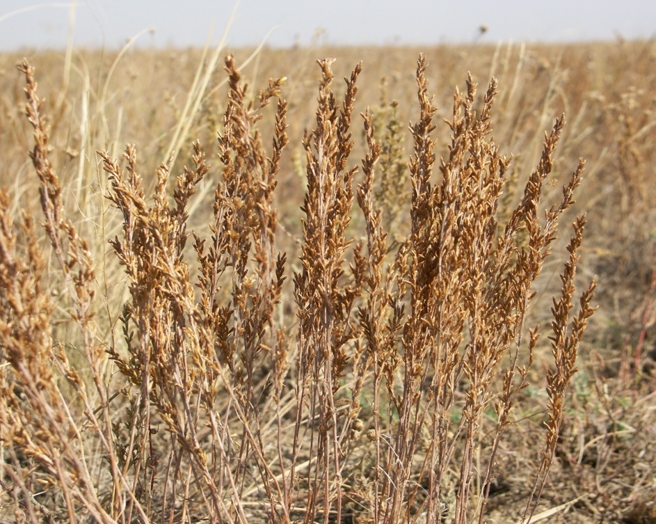 Изображение особи Artemisia pauciflora.