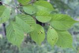 Prunus incisa. Верхушка веточки. Москва, ГБС РАН, дендрарий. 30.08.2021.